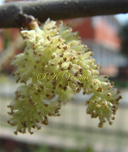  Male Inflorescence (Catkin)
